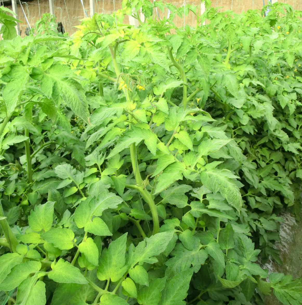 番茄缺铁叶片症状应该是缺铁