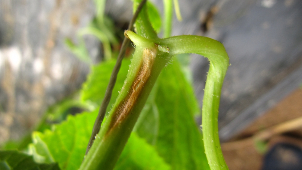 超清晰香瓜苗期炭疽病图谱与防治_张学宗专栏_191农资人 - 农技社区