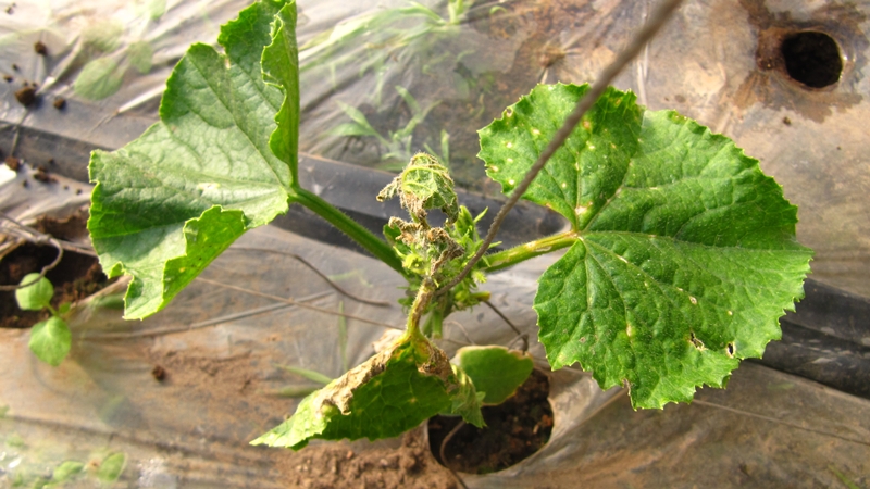 黄瓜黑星病病原孢子与实物超清晰图谱