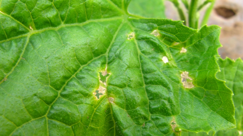 黄瓜黑星病病原孢子与实物超清晰图谱