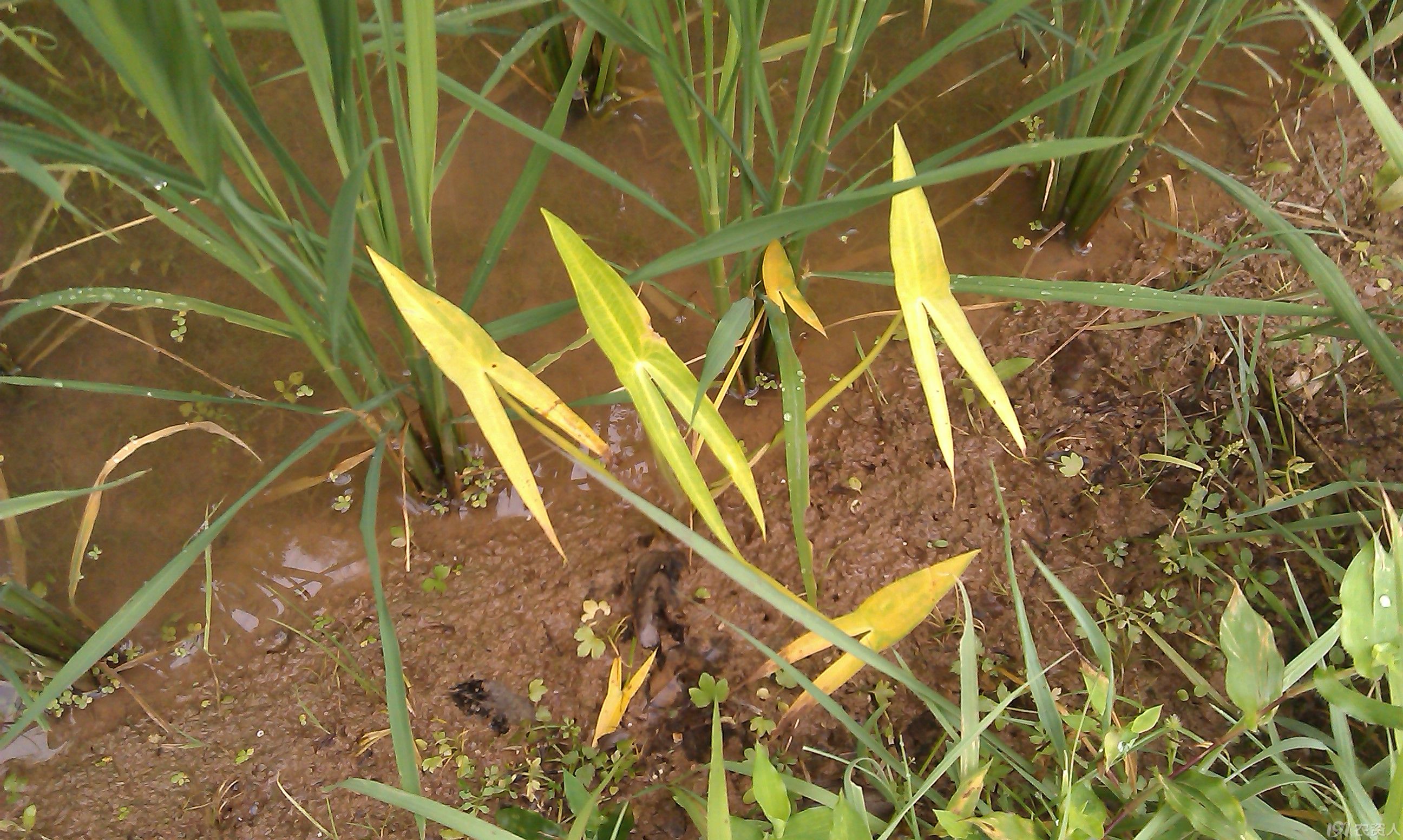 水田野慈姑特效药