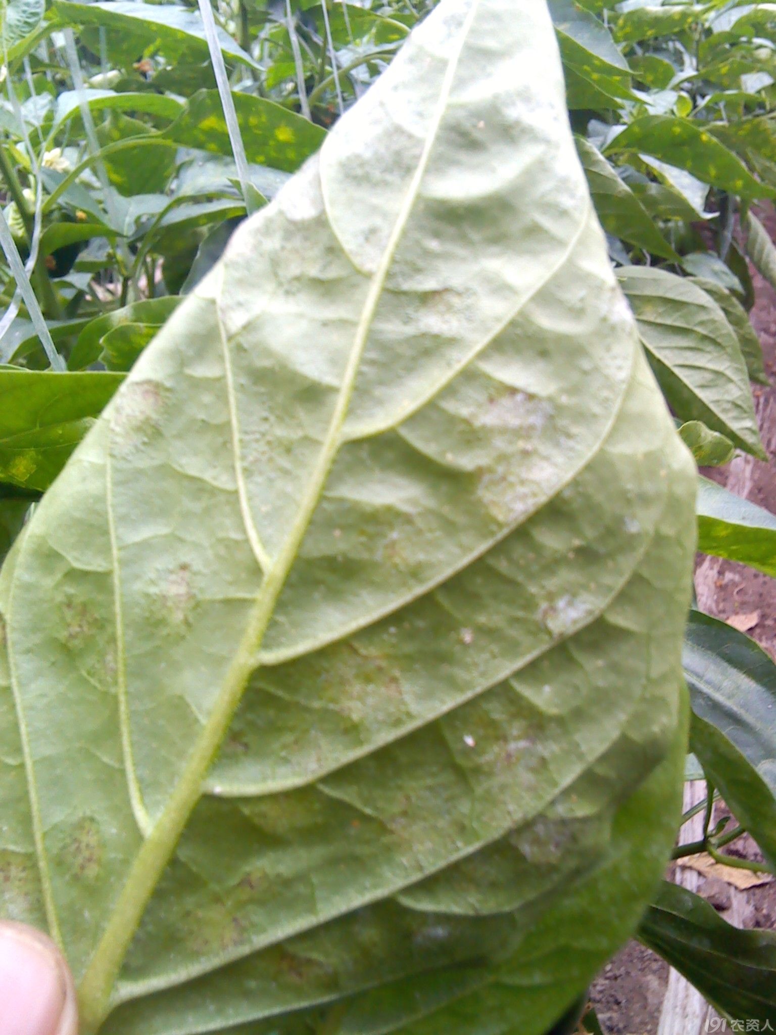 中科化工汽肥试验效果图陆续更新