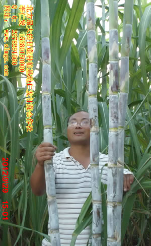 北方甘蔗新品种种植优质农业种植致富项目