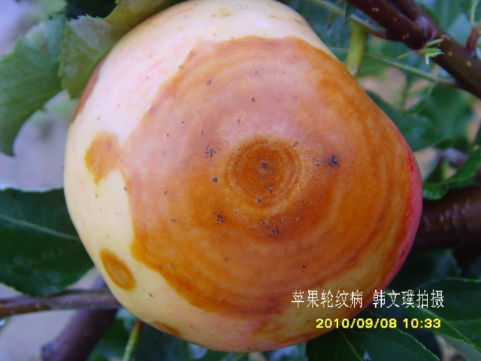 一帆风顺的黄玉栋的个人主页