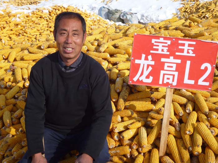 猛发靓图300张-玉米品种龙高l2
