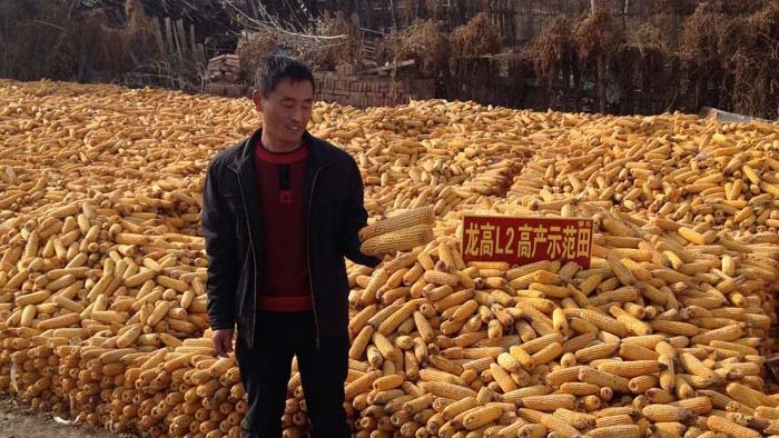 猛发靓图300张-玉米品种龙高l2