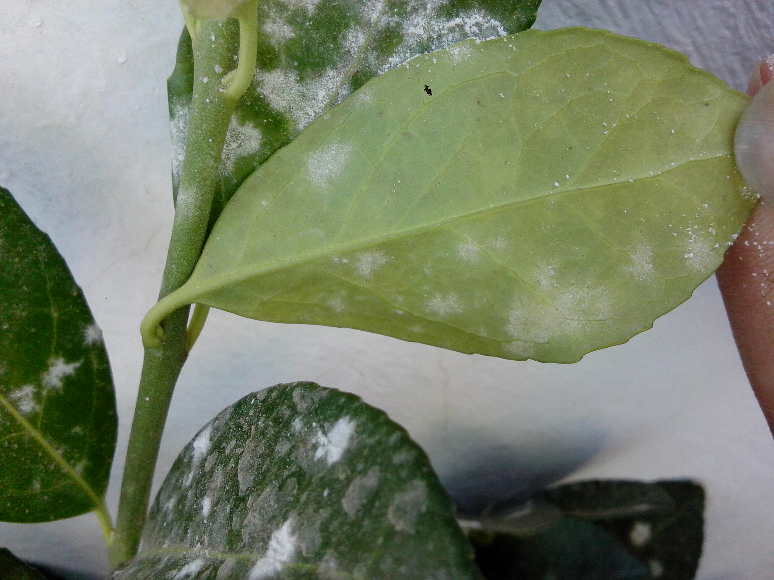 这是什么病害如何防治绿化冬青