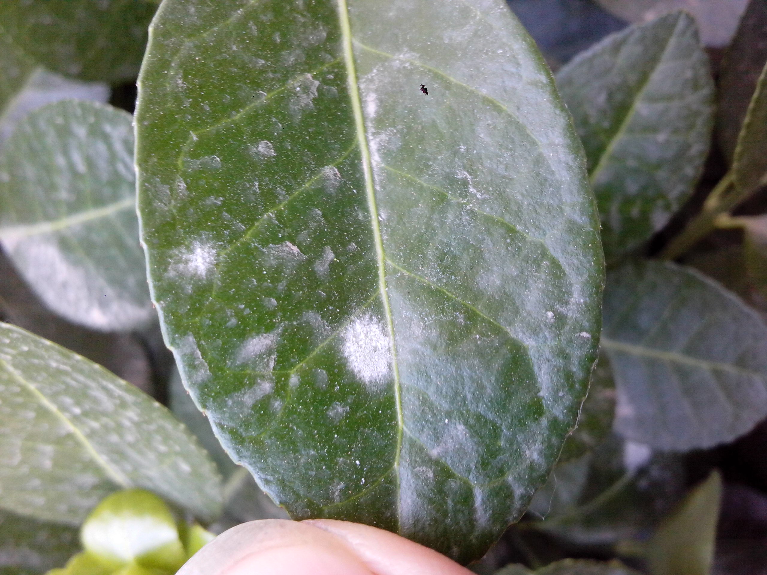 这是什么病害如何防治绿化冬青