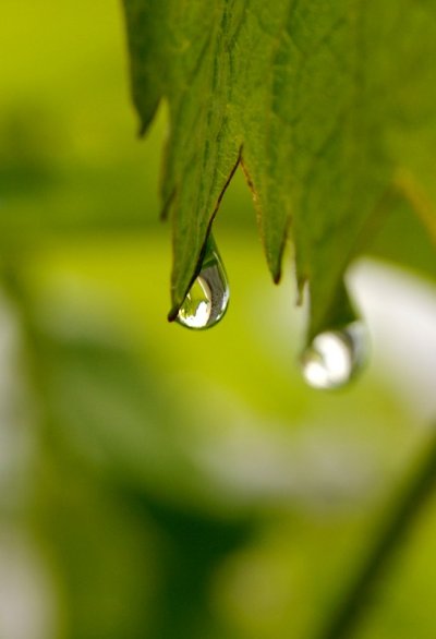 貼圖:葡萄葉與露水