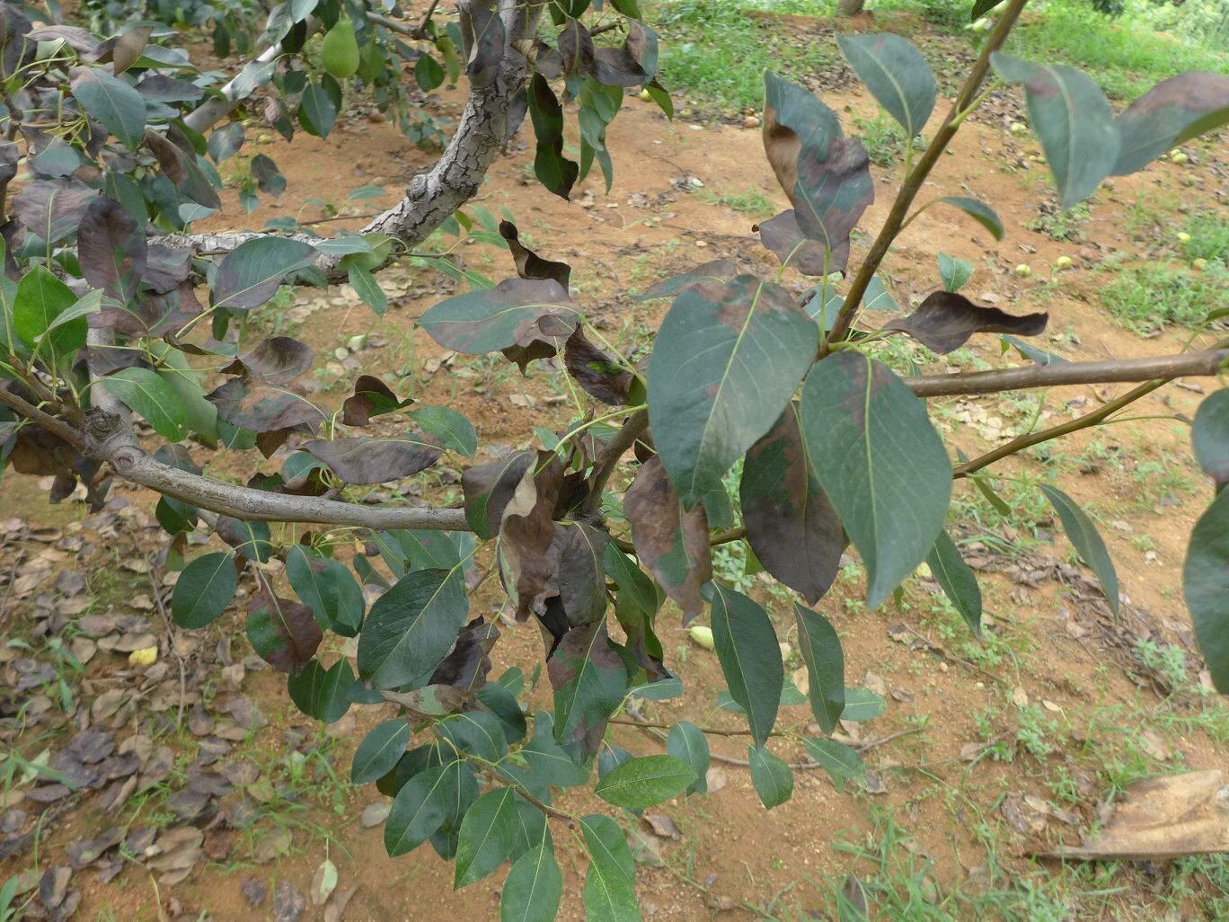 胶东梨树挂果期出现大量落叶,大家看看【有图】