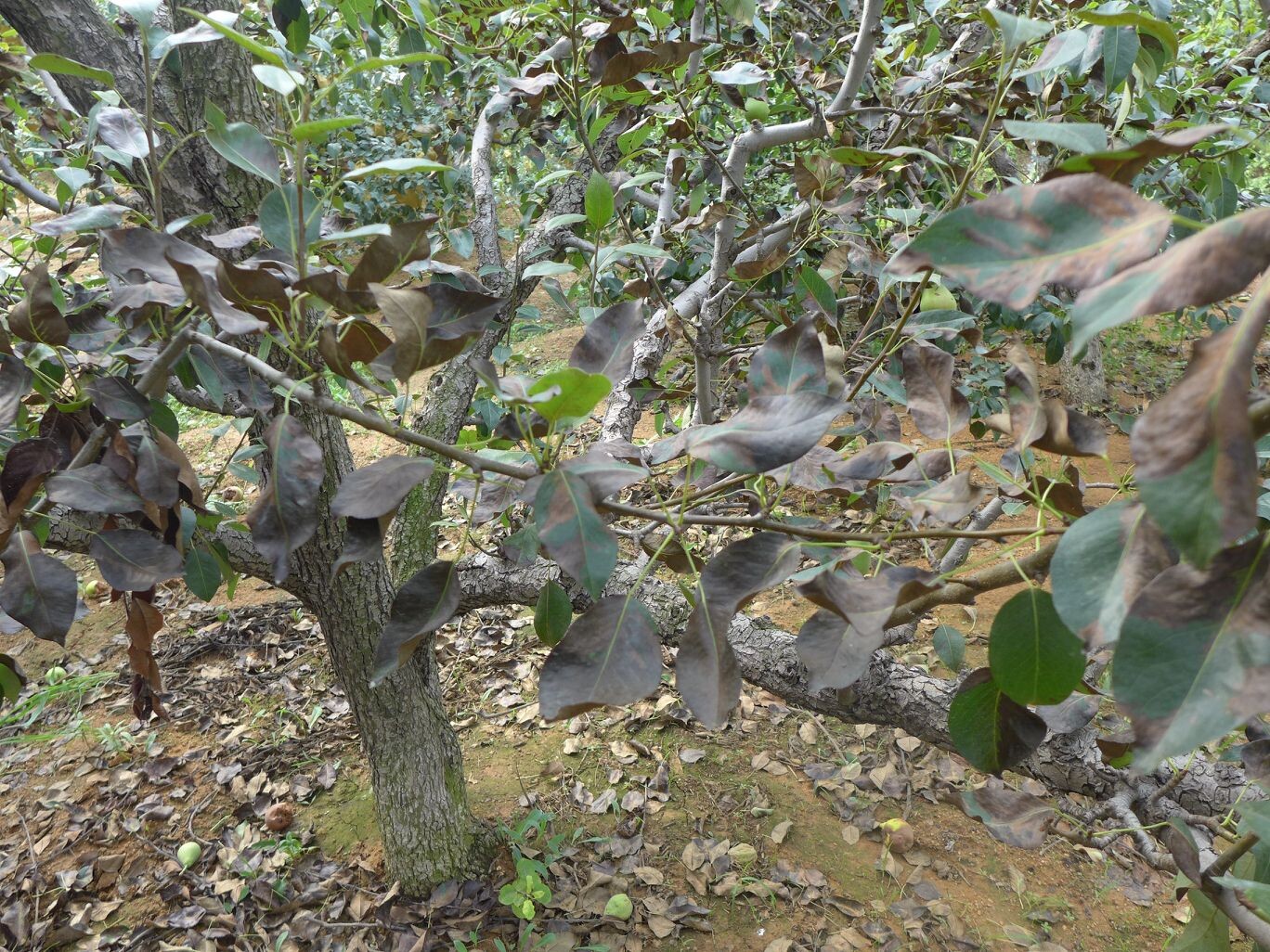 胶东梨树挂果期出现大量落叶,大家看看【有图】