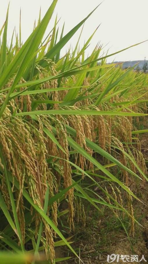 矮秆多穗直播稻0202早熟广适再生稻生深两优1110