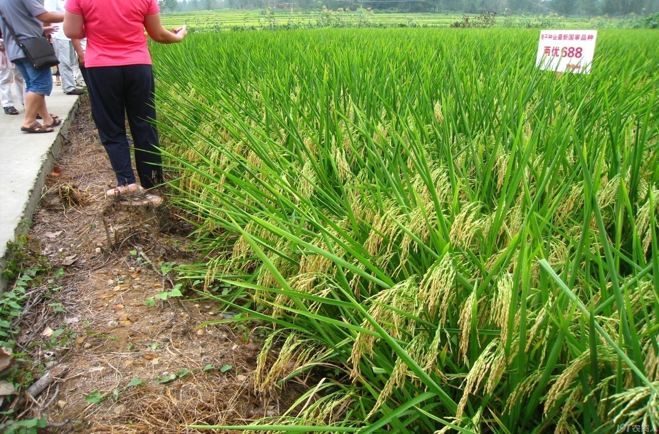 全能稻两优688,震撼登场.