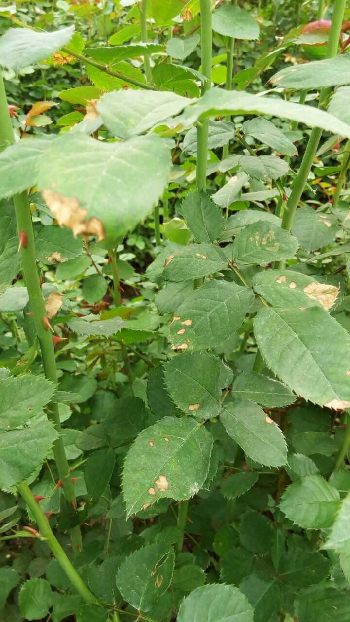 是否是抑霉唑药害