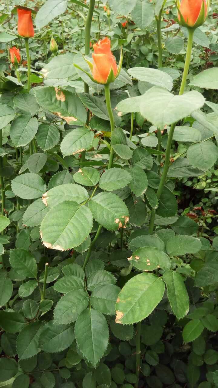 是否是抑霉唑药害