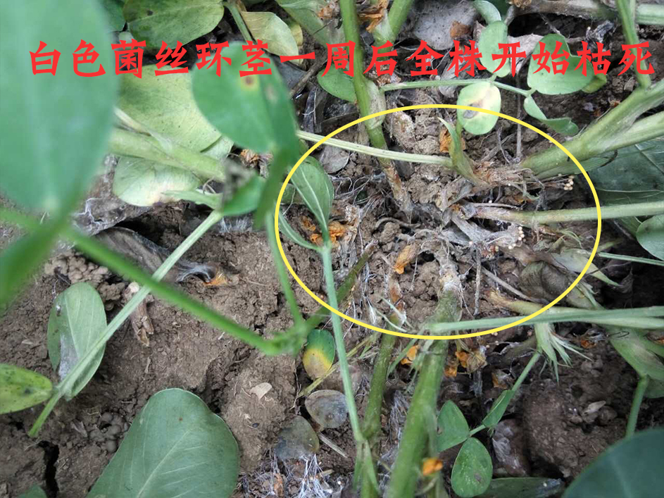 绢遁—花生白绢病克星