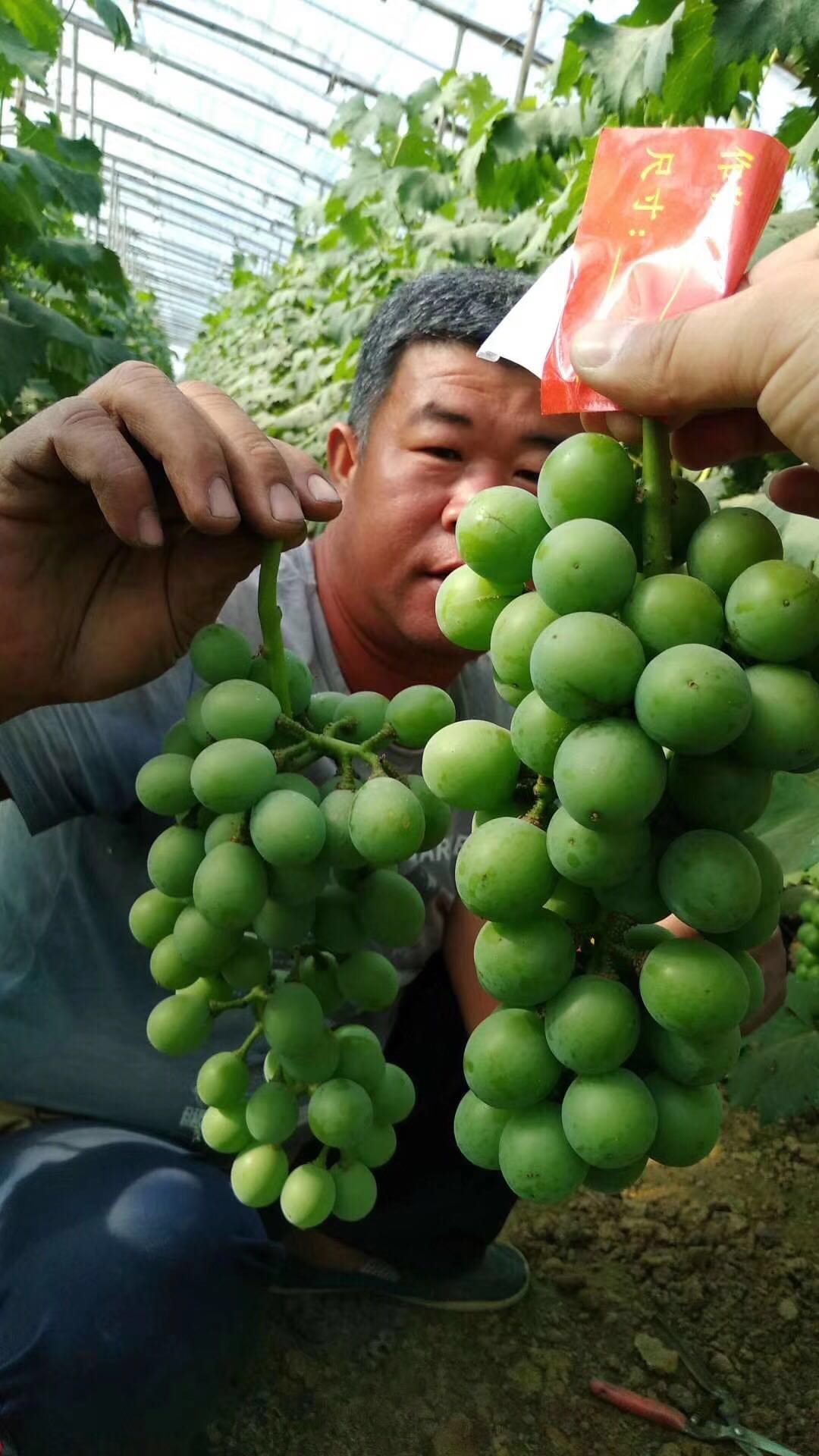 提供果蔬类大田经济作物生根膨果微生物菌肥