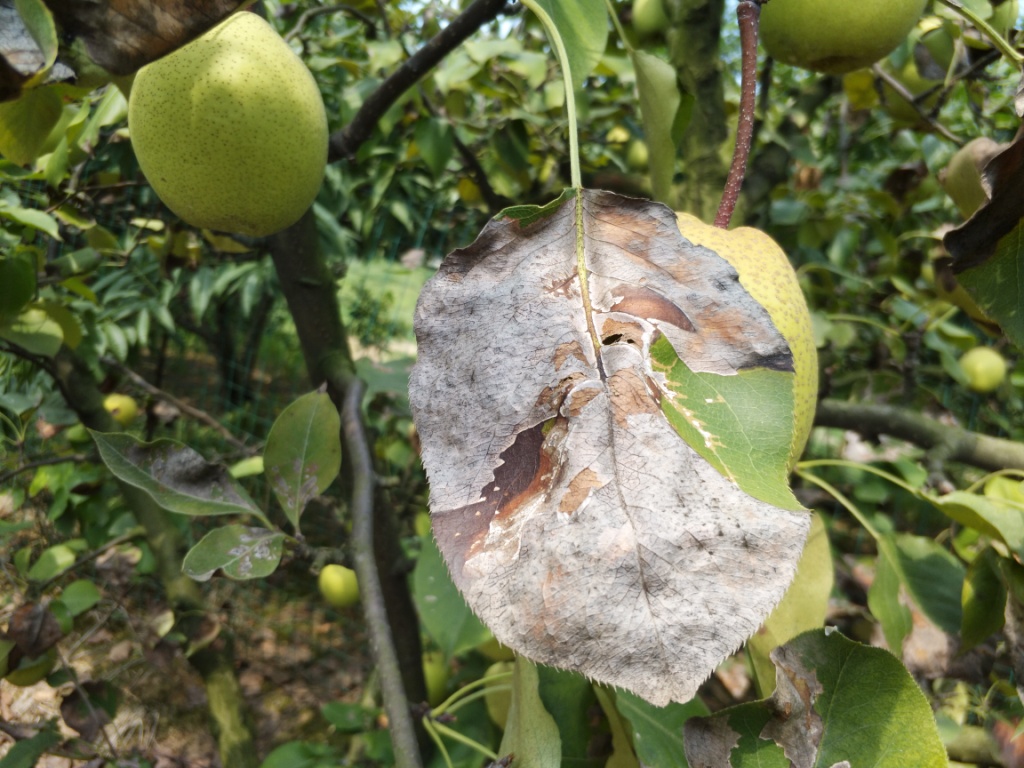 这是梨树的什么病害大家讨论讨论