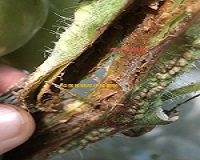 С�ģ�ϸ�����貿�������¸߷������ξ�����