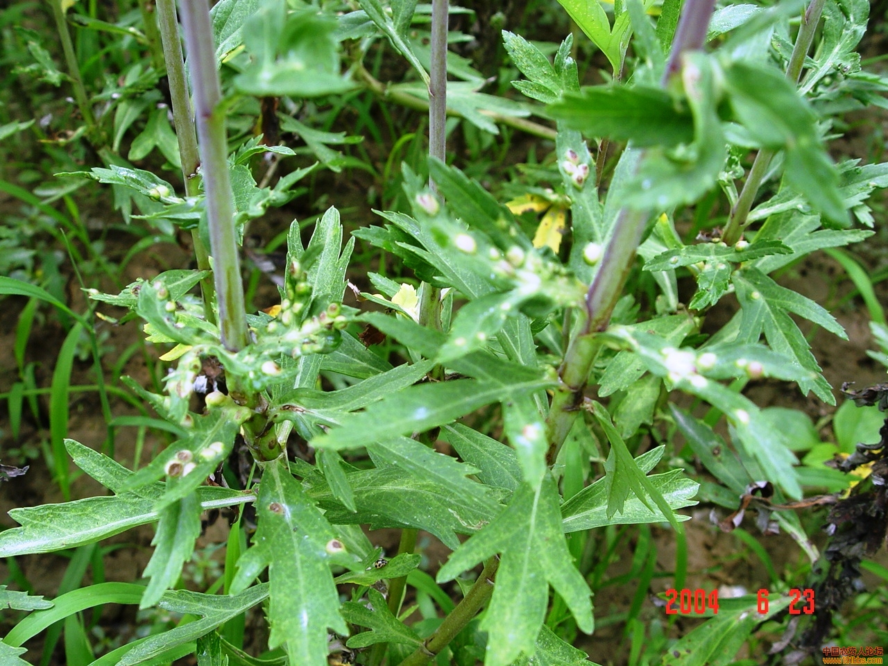 请问各位,我们这里的芦蒿(野菜的一种)上有一种虫