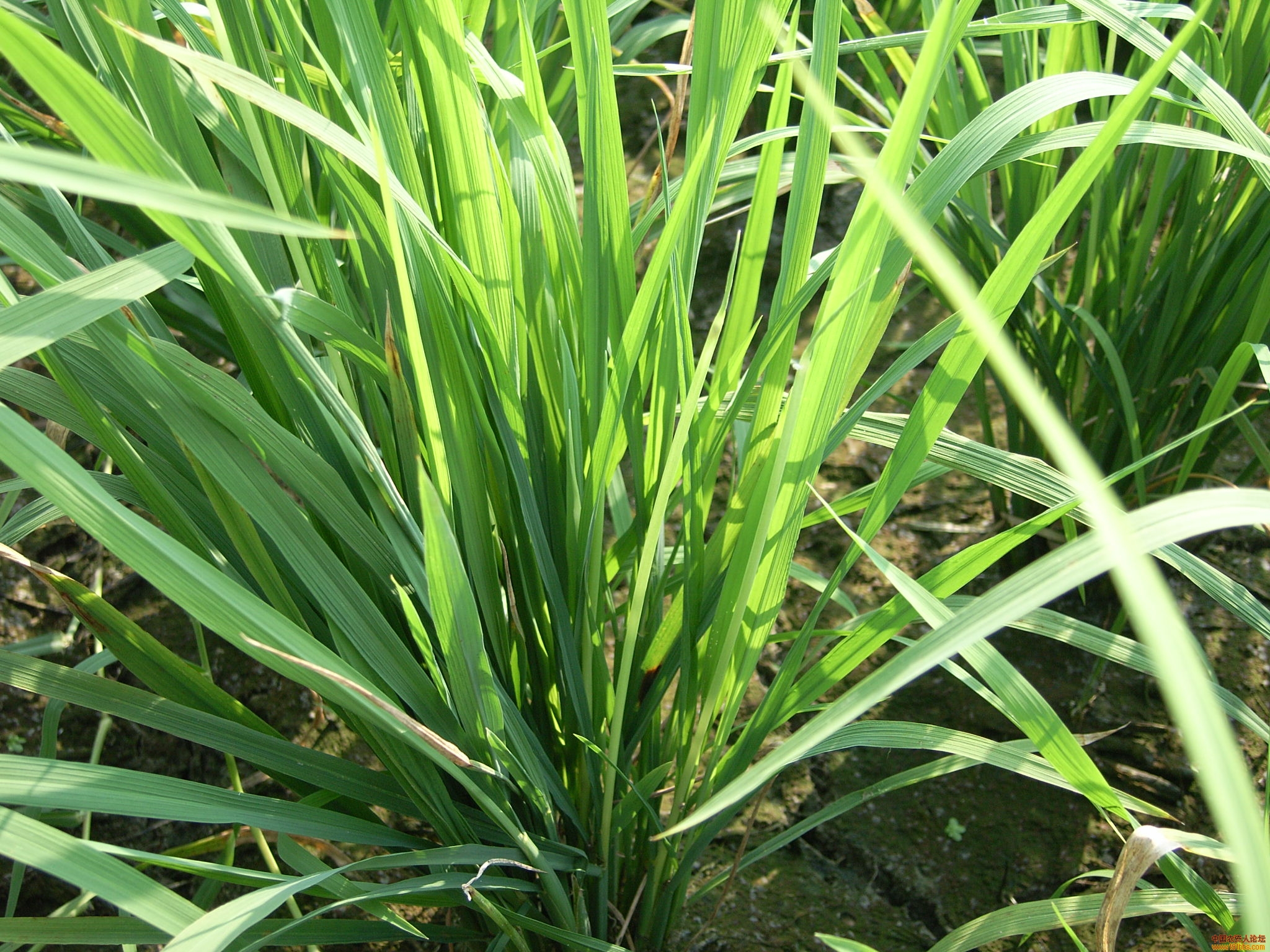 水稻稻瘿蚊为害的症状