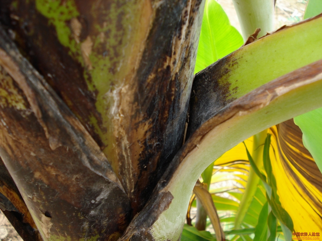 香蕉叶鞘腐烂病实地拍照
