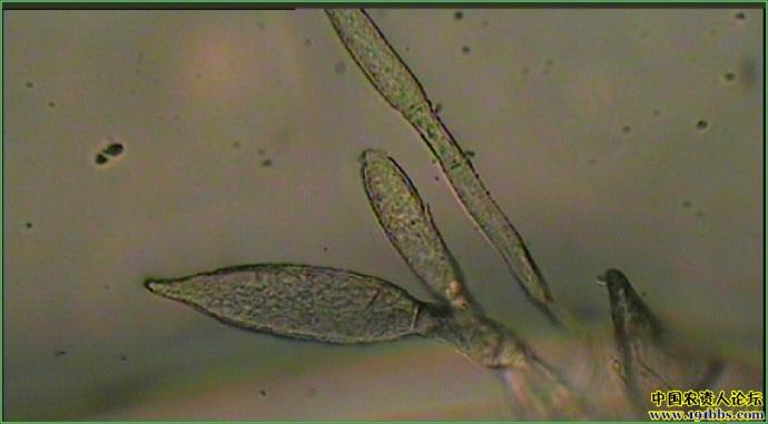 白粉病孢子(辣椒)_病虫草图_191农资人 - 农技社区服务平台