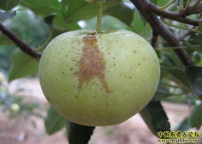 高手请进丙环唑在苹果上会导致产生果锈吗急有图片