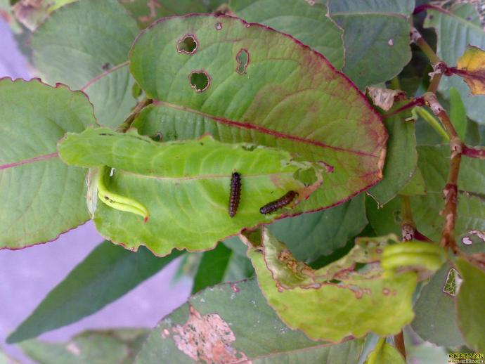 叶甲幼虫图片,早上路边拍的