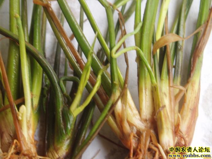 水稻二氯喹啉酸药害症状是这样的