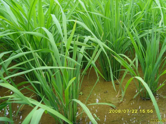 水稻霜霉病照片