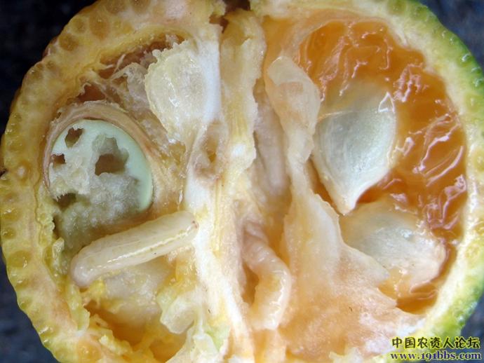 [野生柑橘]蜜柑大实蝇幼虫图