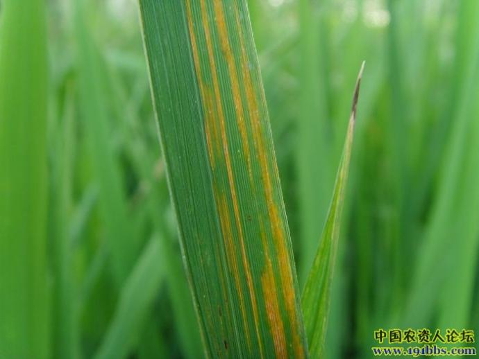水稻细菌性条斑病的照片