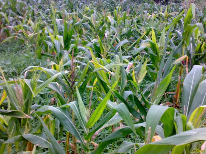 手机拍的玉米粗缩病图片