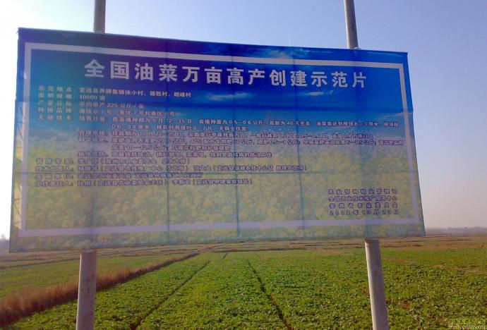 油菜示范基地图片