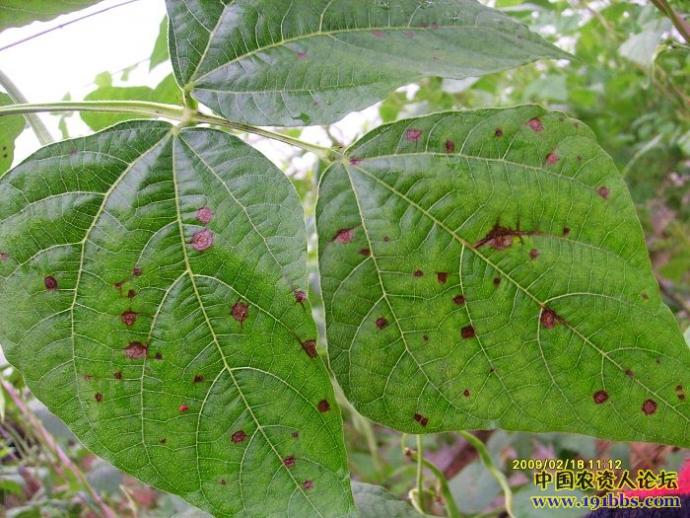 请教芸豆病害附图专家请指点