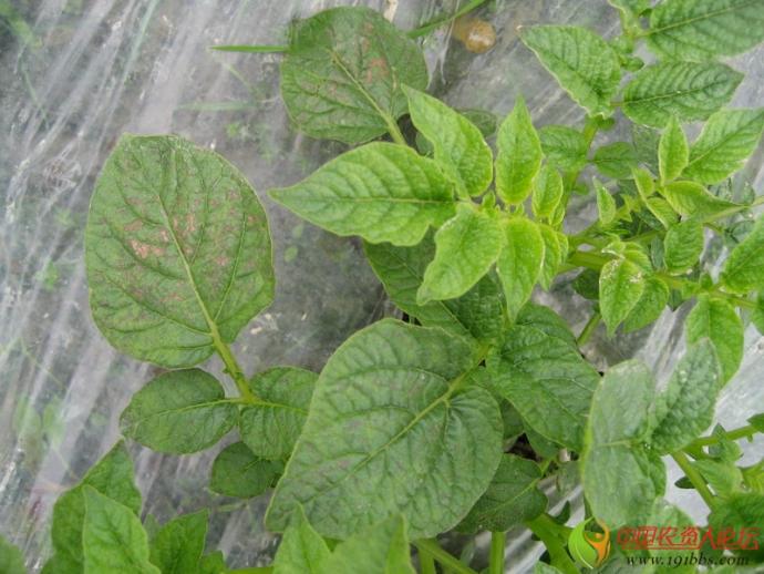 马铃薯炭疽病2张