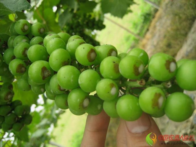 葡萄大棚葡萄药害图片