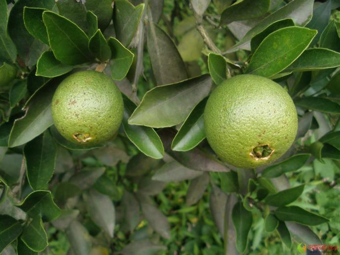 恭请各位发表柑桔树脂病防与治的方法