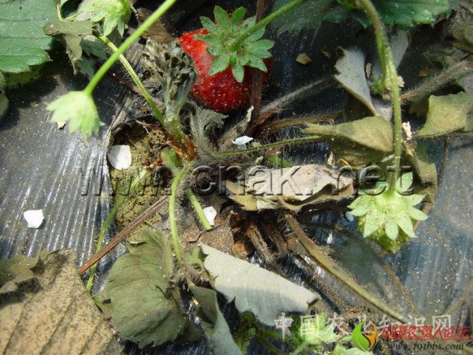 草莓病害大全 高清詳解_植保技術_191農資人 - 農技社區服務平臺