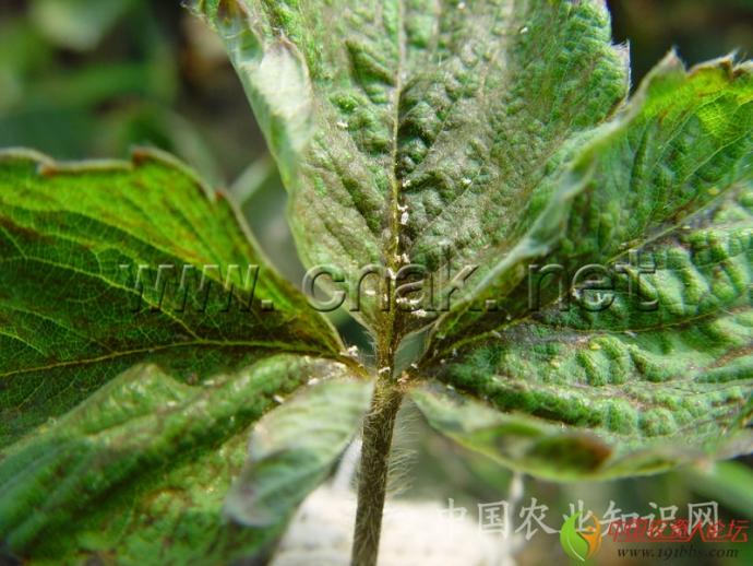 草莓病害大全 高清详解