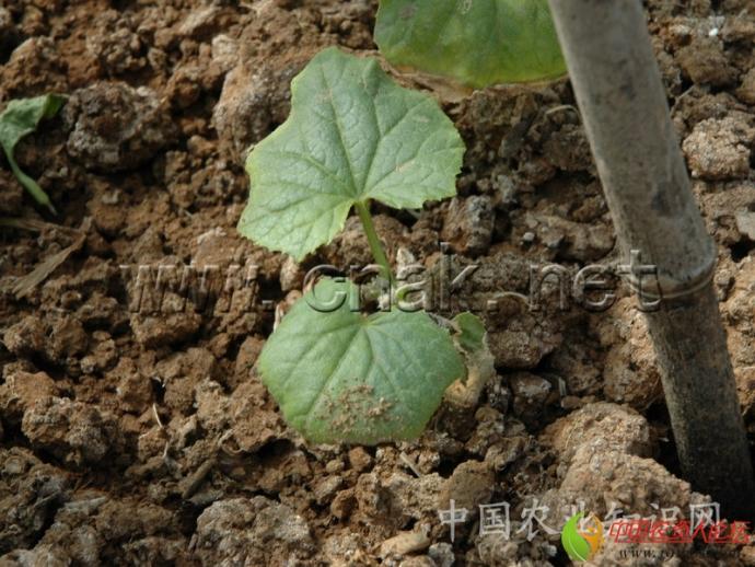 黄瓜病害大全高清图片