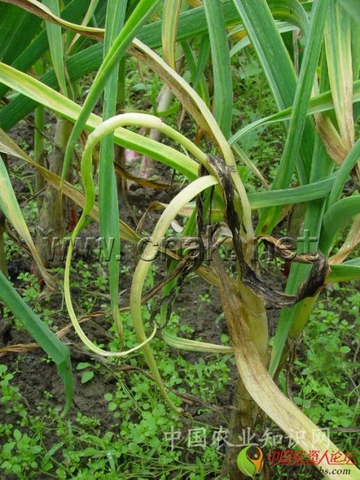 葱韭蒜病害大全高清详解