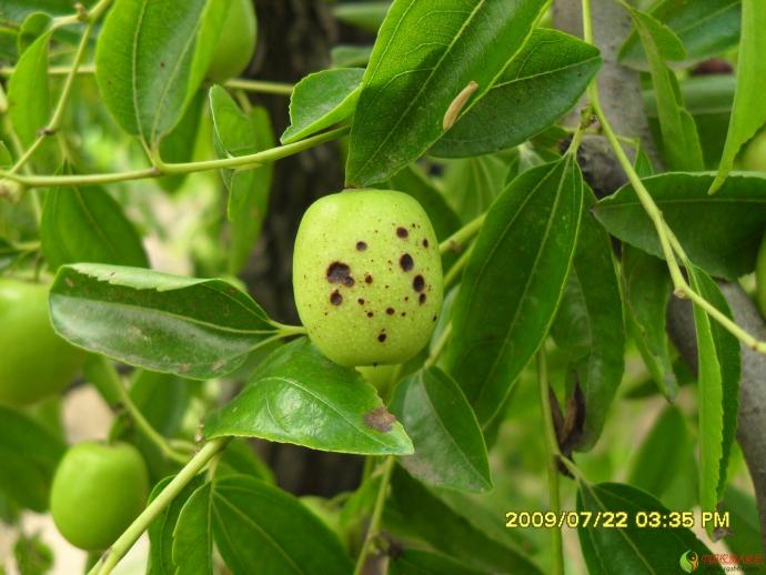 枣树常见病虫害图谱图片