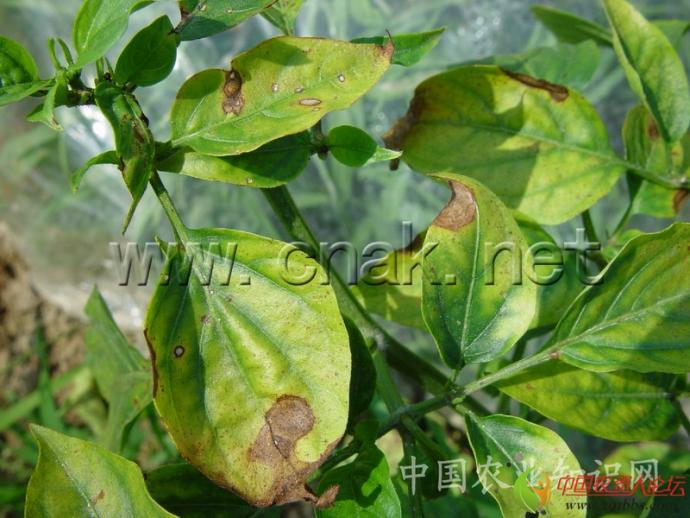 问题求解转载辣椒病害大全高清详解