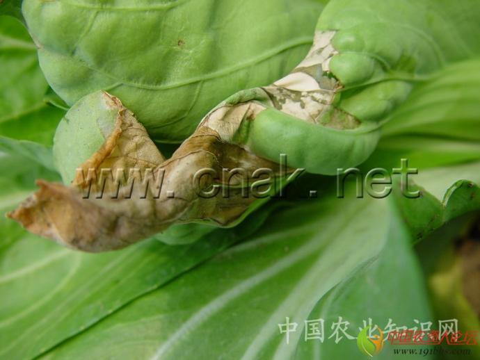 白菜类蔬菜病害大全(高清)