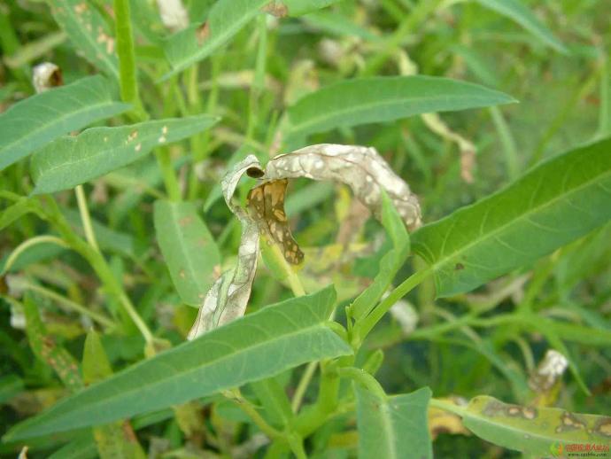 丁醚脲对空心菜药害图