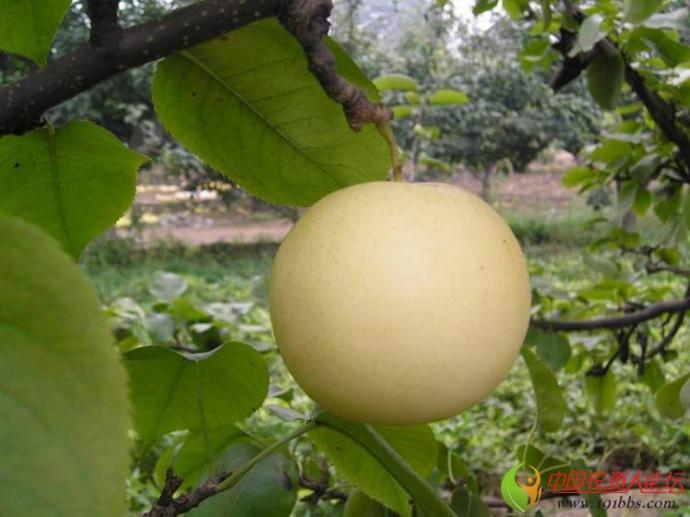 张学宗专栏 优质梨树品种介绍雅青(杭青×鸭梨 树势极强健,树形开张