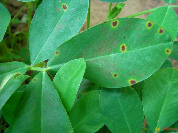 花生超清晰叶斑病图片素材_张学宗专栏_191农资人 - 农技社区服务平台