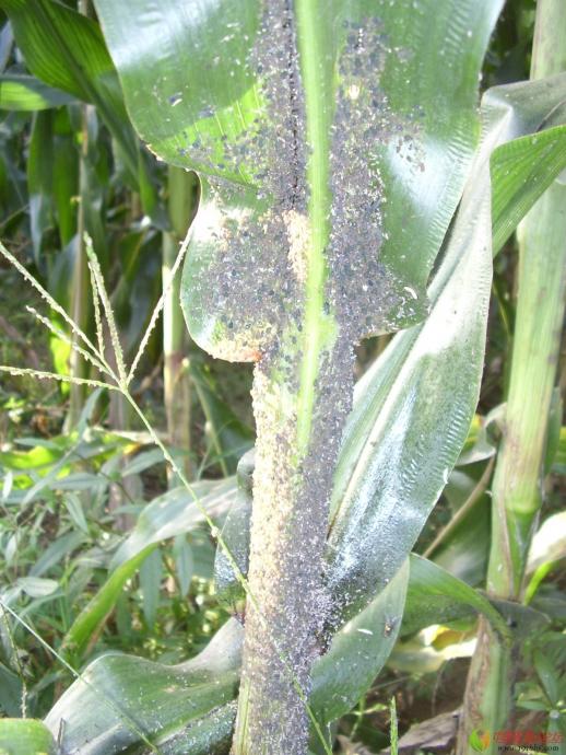 玉米蚜虫_病虫草图_191农资人 - 农技社区服务平台